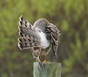 Picture/image of Northern Harrier