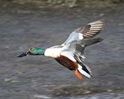 Picture/image of Northern Shoveler