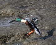 Picture/image of Northern Shoveler