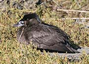 Picture/image of Surf Scoter
