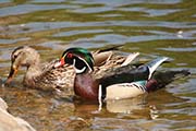 Picture/image of Wood Duck
