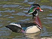Picture/image of Wood Duck