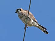 Picture/image of American Kestrel
