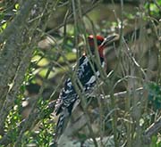 Picture/image of Red-breasted Sapsucker