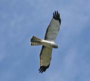 Picture/image of Northern Harrier