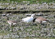 Picture/image of Snow Goose