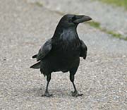 Picture/image of Common Raven
