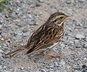 Picture/image of Savannah Sparrow
