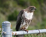 Picture/image of Red-tailed Hawk