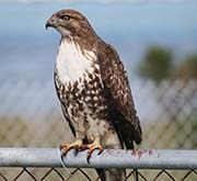Picture/image of Red-tailed Hawk