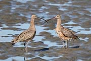 Picture/image of Long-billed Curlew