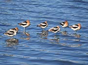 Picture/image of American Avocet
