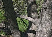 Picture/image of Black Diamond Mines