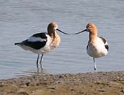 Picture/image of American Avocet