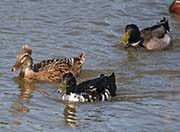 Picture/image of Domestic-Feral Waterfowl