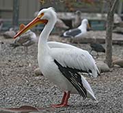 Picture/image of American White Pelican