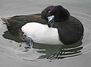 Picture/image of Tufted Duck