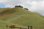 Picture/image of Briones Regional Park