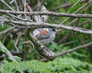 Picture/image of Gray-headed Junco
