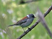 Picture/image of Gray-headed Junco