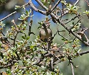 Picture/image of Rufous-crowned Sparrow
