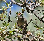 Picture/image of Rufous-crowned Sparrow
