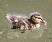 Picture/image of Mallard