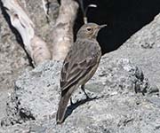 Picture/image of American Pipit