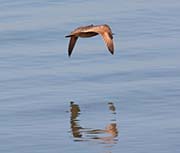 Picture/image of Marbled Godwit