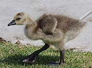 Picture/image of Canada Goose