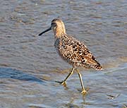 Picture/image of Short-billed Dowitcher