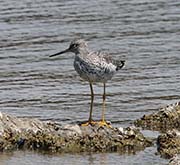 Picture/image of Greater Yellowlegs
