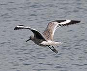 Picture/image of Willet