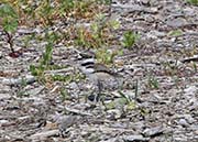Picture/image of Killdeer