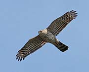 Picture/image of Northern Goshawk
