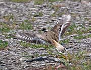 Picture/image of Killdeer