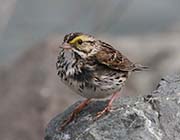 Picture/image of Savannah Sparrow