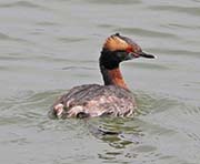 Picture/image of Horned Grebe