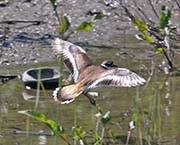 Picture/image of Killdeer