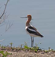Picture/image of American Avocet
