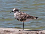 Picture/image of Black-bellied Plover
