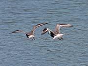 Picture/image of Black-bellied Plover