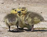 Picture/image of Canada Goose