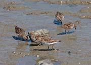 Picture/image of Least Sandpiper