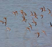 Picture/image of Least Sandpiper