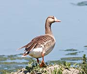 Picture/image of Greater White-fronted Goose
