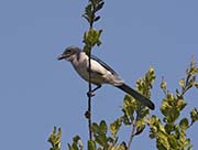 Picture/image of Western Scrub Jay