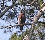 Picture/image of Golden Eagle