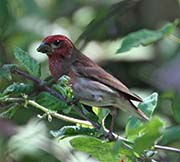 Picture/image of Purple Finch