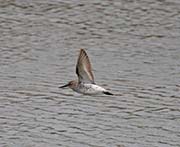 Picture/image of Western Sandpiper